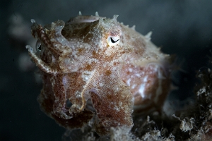North Sulawesi-2018-DSC04252_rc- Broadclub cuttlefish juv. - Seiche - Sepia latimanus